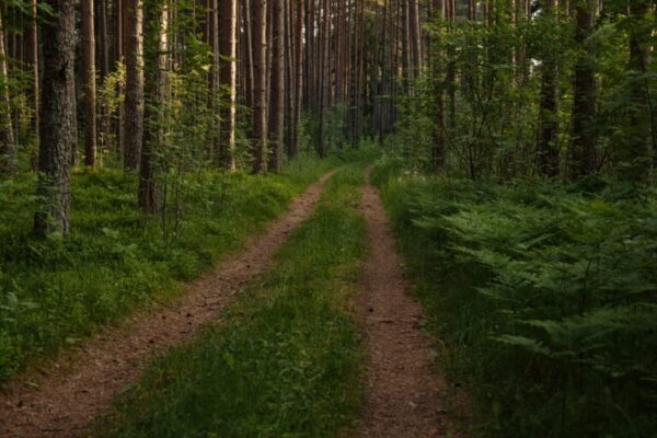Beginner Guide to Mindful Walking: Steps to Simple Meditation