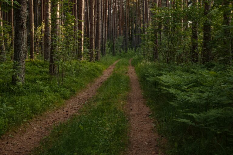 Beginner Guide to Mindful Walking: Steps to Simple Meditation